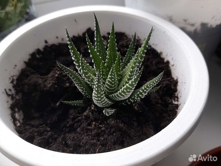 Комнатные растения