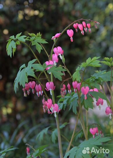 Садовые цветы