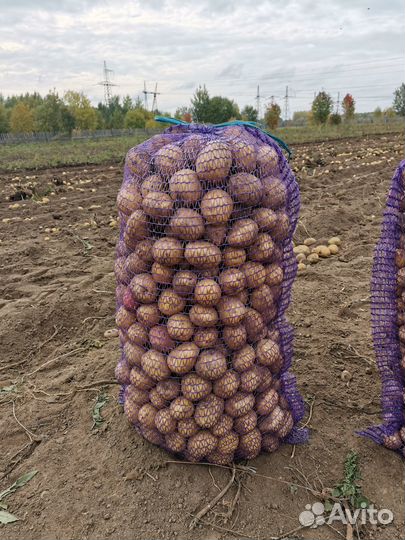 Посадочный картофель