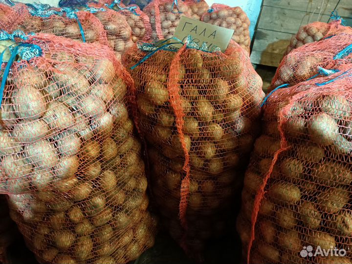 Продам Семенной сортовой картофель