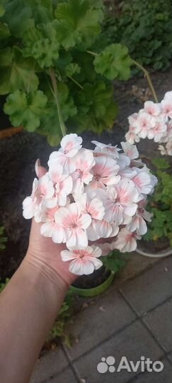 Пелоргония Lovely Vera