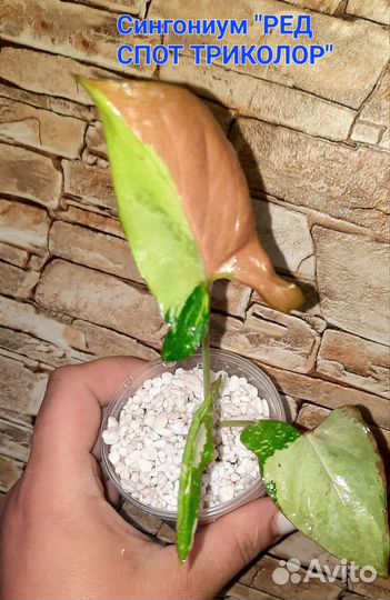 Сингониумы сортовые