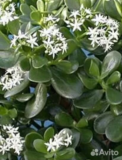 Крассула, домашнее дерево, цветок