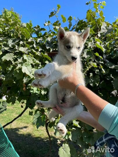 Щенки сибирской хаски