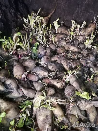 Свекла кормовая