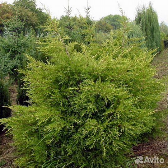 Можжевельник китайский Куривао Голд