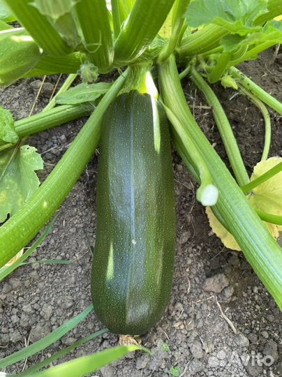 Кабачки домашние