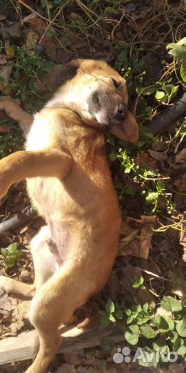 В добрые руки