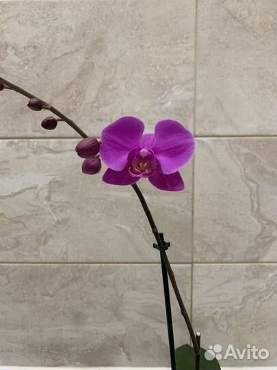 Орхидея фаленопсис