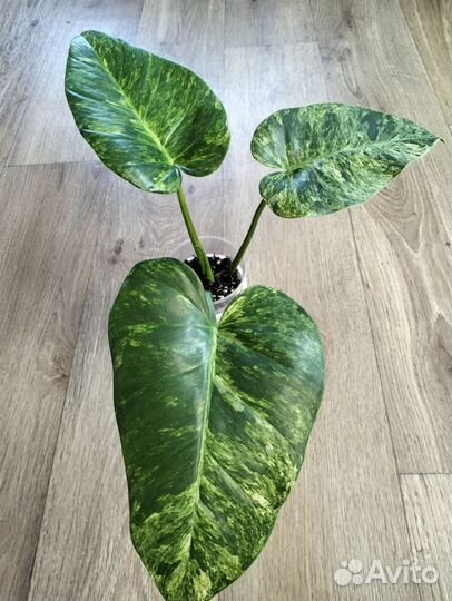 Комнатные растения, филодендроны и др