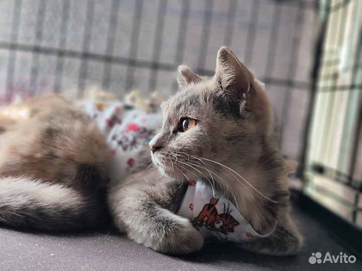 Кошечка Ксюшп серая с рыжим ищет дом