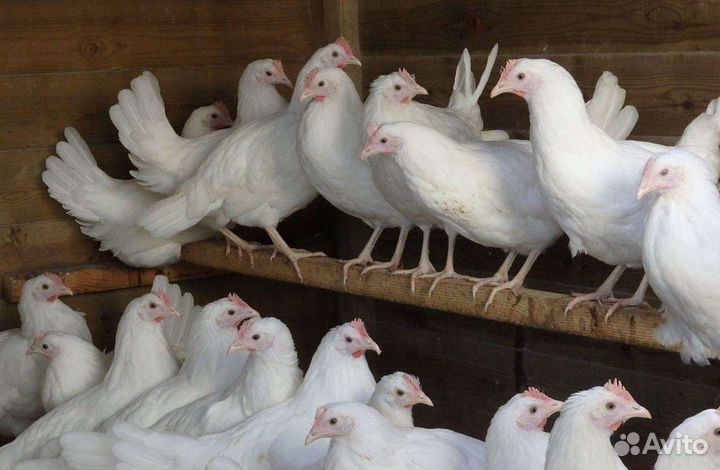 Куры молодки от нас - яйца у вас