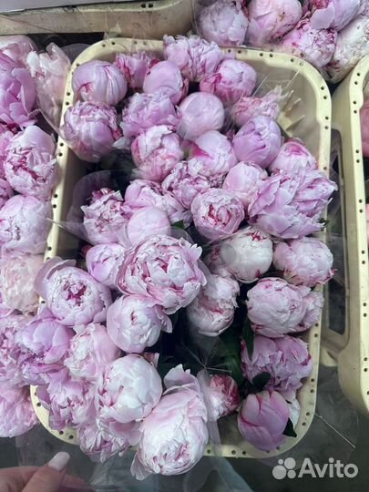 Пионы оптом