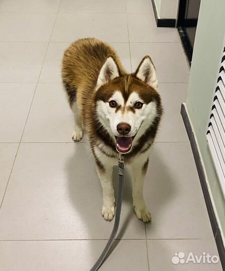 Сибирский хаски
