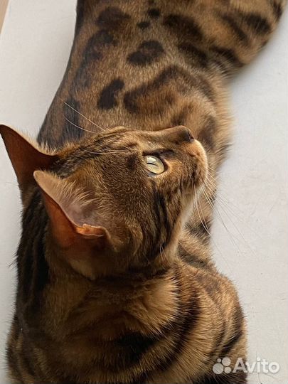 Бенгальский кот