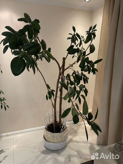 Фикус каучуконосный большой