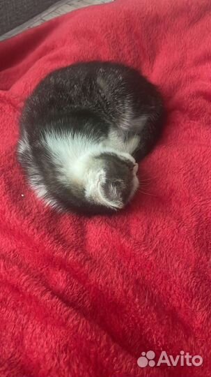 Котенок - мальчик