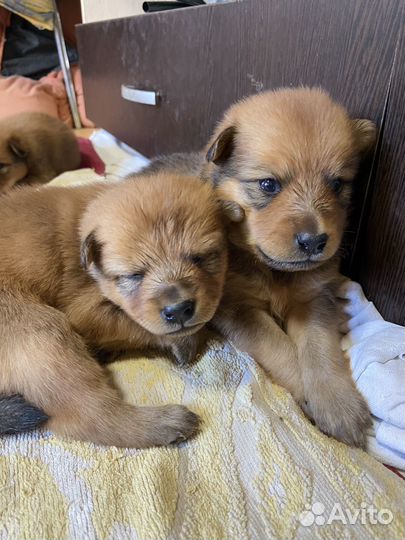 Карело финская лайка