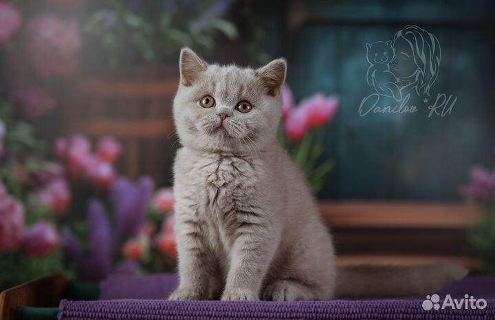 Британские котята