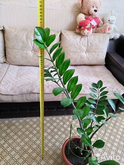 Цветок замиокулькас