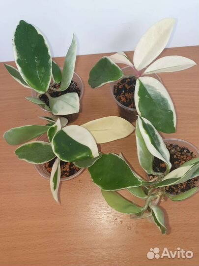 Хойя карноза Кримсон Квин