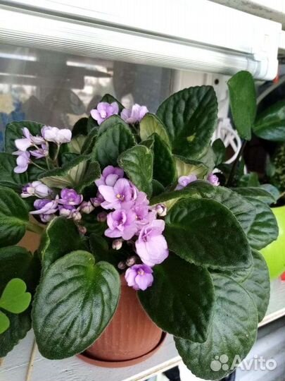 Бегония, узамбарская фиалка