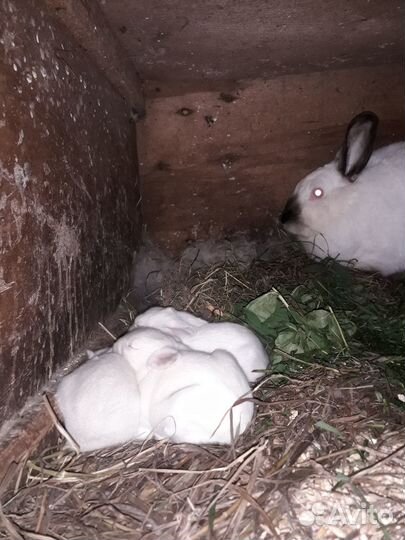 Продам крольчат
