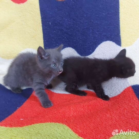 Котенка в добрые руки