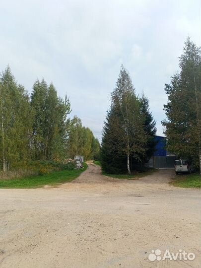 Пилка деревьев