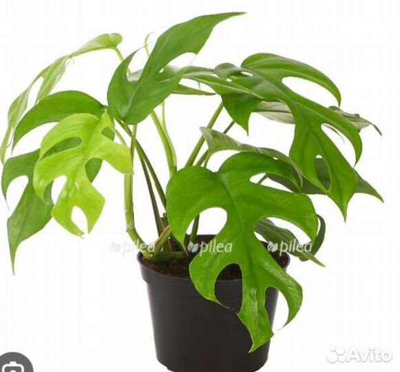 Монстера минима