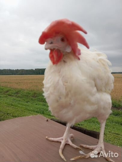 Куры несушки