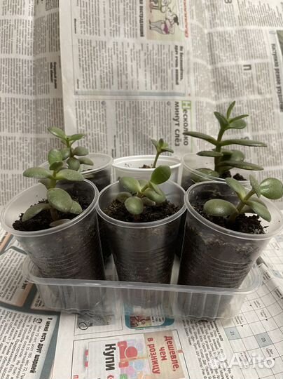 Толстянка (денежное дерево)