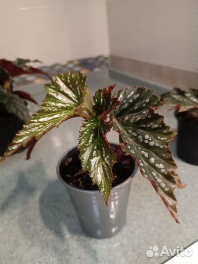 Бегония ажурная