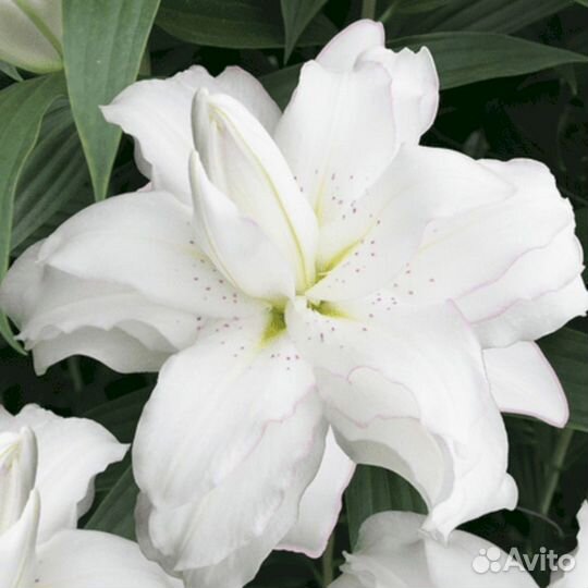 Лилия саженцы Лотус Бьюти
