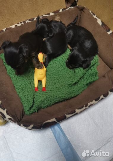 Йоркширский терьер