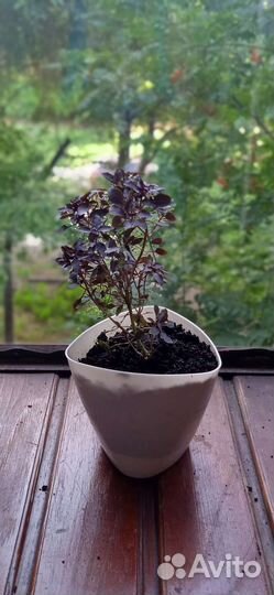 Базиликовое дерево