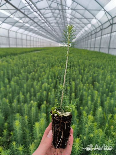 Сеянцы сосны зкс обыкновенной оптом