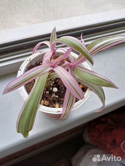 Традесканция рэо