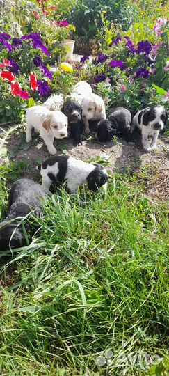 Щенки английского кокер спаниеля