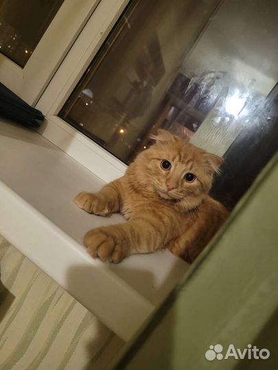 Отдам кота в добрые руки
