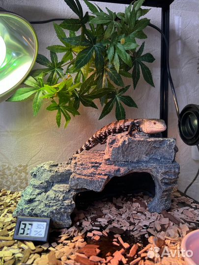 Синеязыкий сцинк