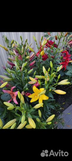 Лилии луковицы