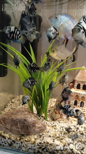 Панды-попугаи рыбки