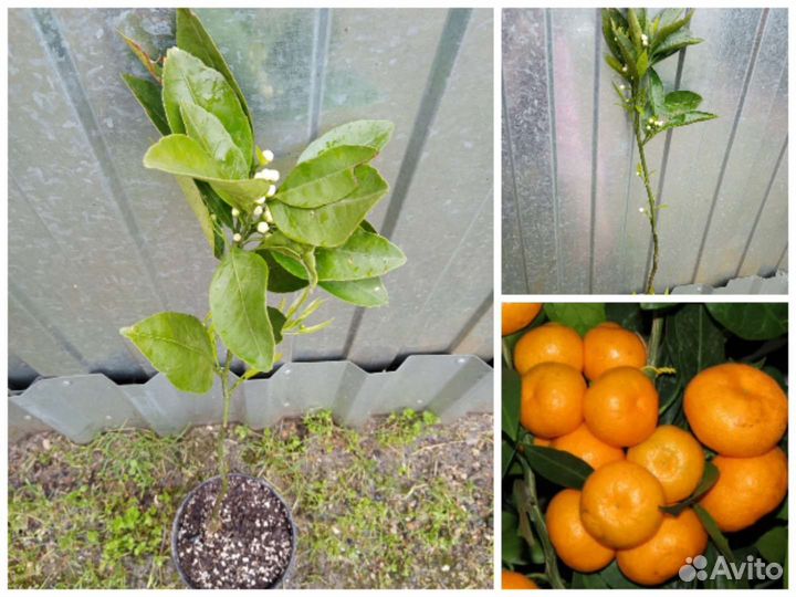 Лимон Мейера, апельсины, мандарины, кумкваты