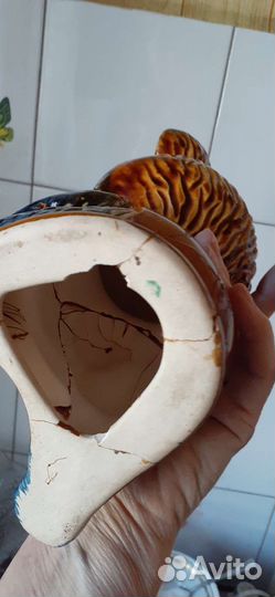 Олимпийский мишка, редкий