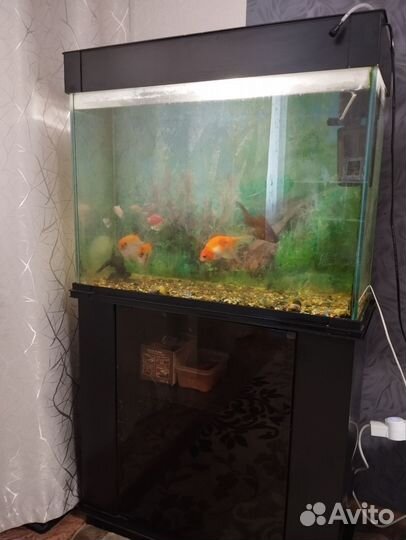 Аквариум