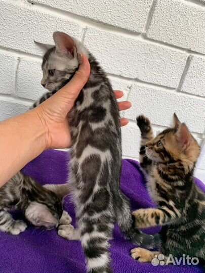 Бенгальский мальчик серебро