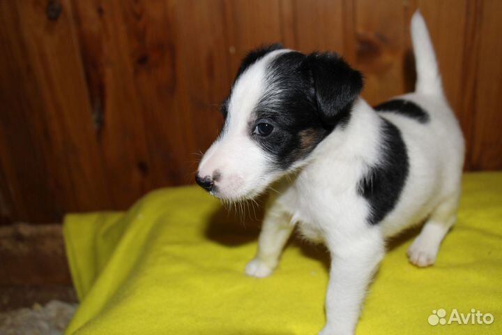 Фокстерьер гладкошерстный щенки