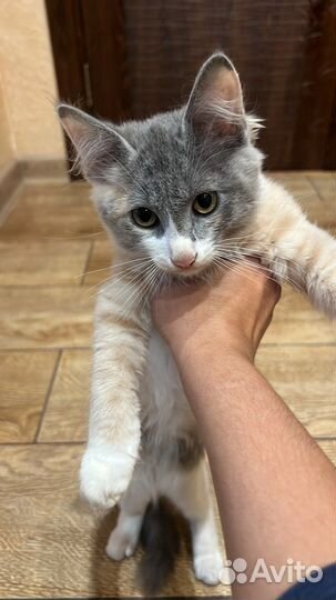 Котенок в добрые руки