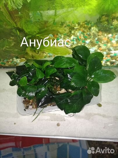 Моллинезии, креветки, растения, гурами